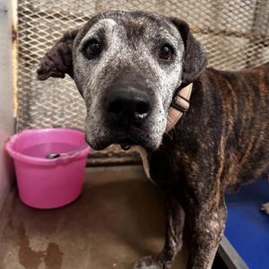Bella, Terrier, American Pit Bull, senior, available for adoption