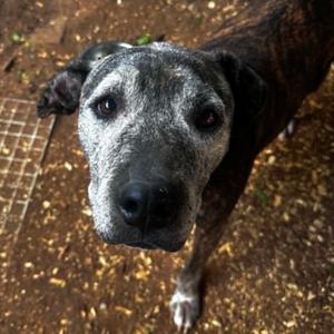 Bella, Terrier, American Pit Bull, senior, available for adoption