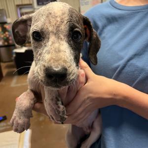 Allstate, Boxer, puppy, available for adoption
