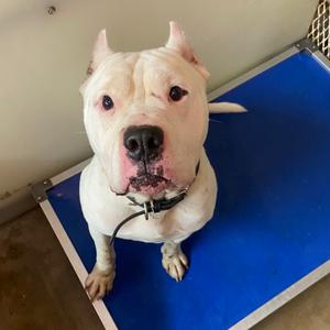 Cain, Terrier, American Pit Bull, adult, available for adoption