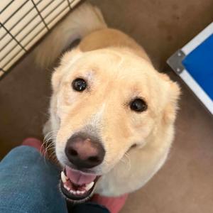 Ginger, Shepherd, adult, available for adoption