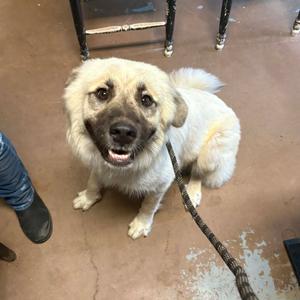 A fluffy white dog with a happy expression, sitting on a concrete floor, being held by a leash.