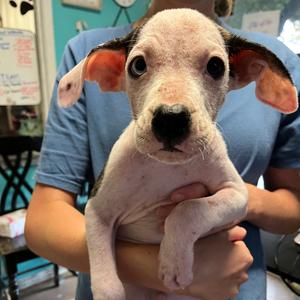 Geico, Boxer, puppy, available for adoption