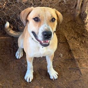 Danny, Terrier, Pit Bull, adult, available for adoption