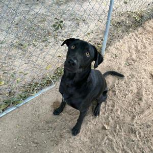 A black dog sitting on a dirt ground, looking up at the camera with its ears perked up. The dog is behind a chain-link fence.