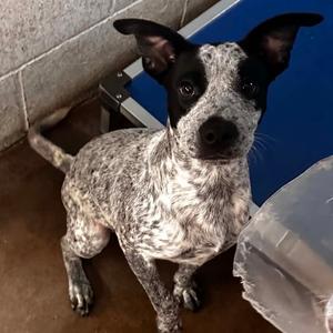 Eleanor, Cattle Dog, Australian (Blue Heeler), puppy, available for adoption