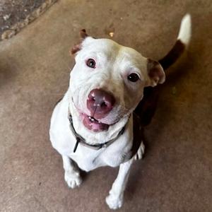 Catherine, Terrier, Pit Bull, adult, available for adoption
