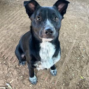 Dude, Cattle Dog, Australian (Blue Heeler), young, available for adoption
