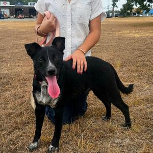 Dude, Cattle Dog, Australian (Blue Heeler), adult, available for adoption