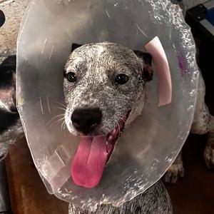 Henry, Cattle Dog, Australian (Blue Heeler), puppy, available for adoption
