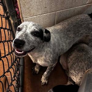 Charlotte, Cattle Dog, Australian (Blue Heeler), puppy, available for adoption