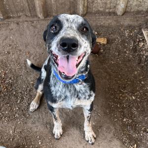 Grifter, Cattle Dog, Australian (Blue Heeler), adult, available for adoption