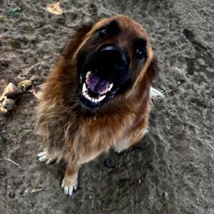 Maverick, Shepherd, Anatolian, adult, available for adoption