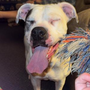 Bubble Bath, Terrier, Pit Bull, senior, available for adoption