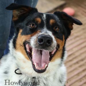 Howlywood, Cattle Dog, Australian (Blue Heeler), adult, available for adoption
