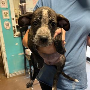 Liberty Mutual, Boxer, puppy, available for adoption