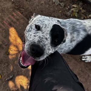 Canoe, Cattle Dog, Australian (Blue Heeler), young, available for adoption