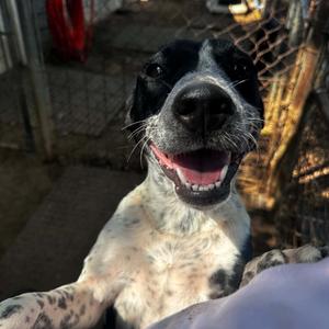 Kayak, Cattle Dog, Australian (Blue Heeler), young, available for adoption