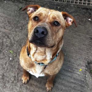 Bandera, Retriever, Labrador, adult, available for adoption