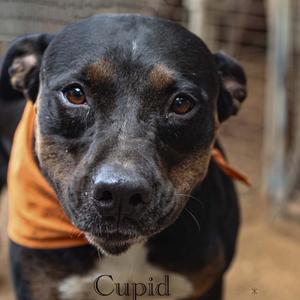 Cupid, Terrier, Pit Bull, senior, available for adoption