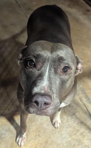 A gray dog with a white patch on its face looking up at the camera.