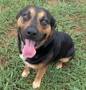 A black and tan dog with a pink tongue sticking out, sitting on grass.