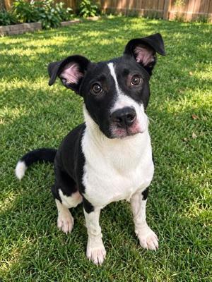 Jack Jack, Fox Terrier, young, available for adoption