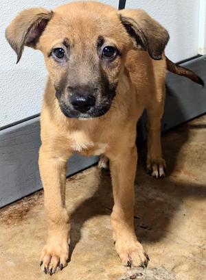 Baked Bean, Black Mouth Cur, puppy, available for adoption