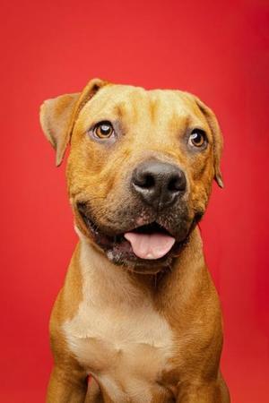 Orion, Pit Bull Terrier, young, available for adoption