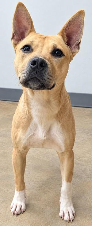 A light brown dog with white paws and a black nose standing on a concrete floor.