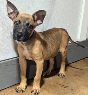 Spud, Black Mouth Cur, puppy, available for adoption