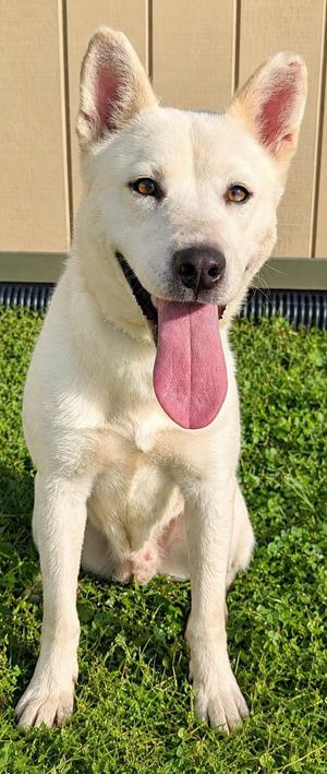 Gertrude, Husky, adult, available for adoption
