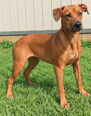 Maple, Coonhound, young, available for adoption