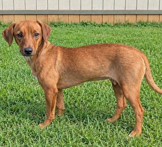 A brown dog standing on a grassy lawn.
