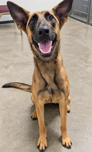 Pumpkyn, Belgian Shepherd / Malinois, adult, available for adoption