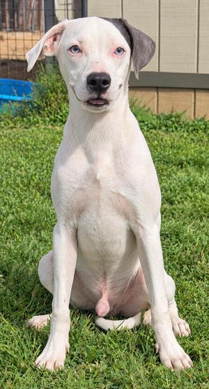 Biscuit, Coonhound, young, available for adoption
