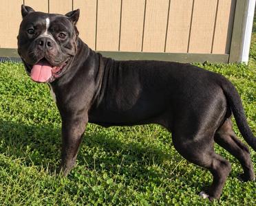 Virginia (Ginny), American Bully, adult, available for adoption
