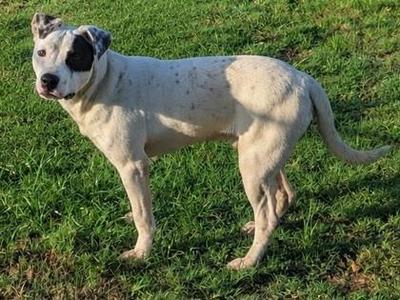 Pete, American Bulldog, young, available for adoption