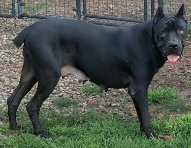 A black dog standing on grass with its tongue out