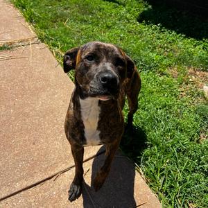 Nina, Mastiff, adult, available for adoption