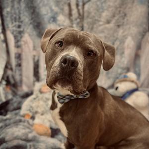 Hoss, Terrier, American Staffordshire, adult, available for adoption