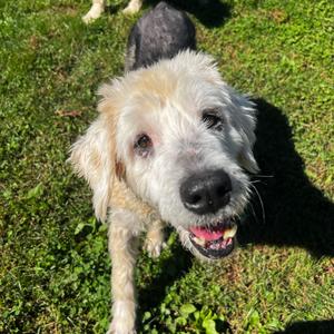 Lilly, Sheepdog, Old English, senior, available for adoption