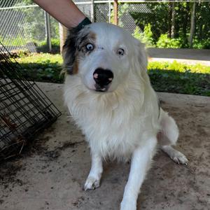Doobie, Shepherd, Australian, adult, available for adoption