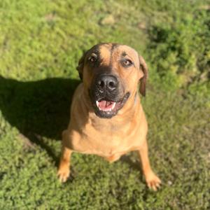 Donkey, Shepherd, German, adult, available for adoption