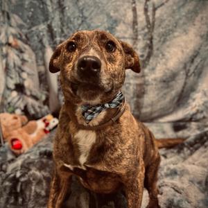 Beamer, Terrier, Pit Bull, adult, available for adoption