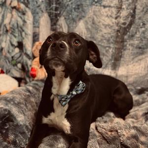 Patrick, Mountain Cur, adult, available for adoption