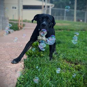 Bennett, Terrier, Pit Bull, adult, available for adoption