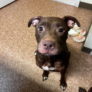 Hattie, Terrier, American Pit Bull, adult, available for adoption