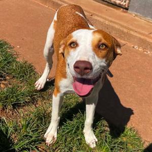 Daisy, Mixed Breed (Medium), adult, available for adoption