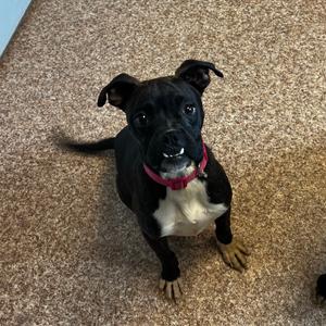 Lucy, Terrier, Boston, adult, available for adoption